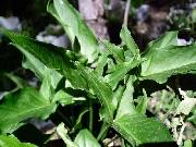 Typhonium eliosurum foliage -Aussie Aroid